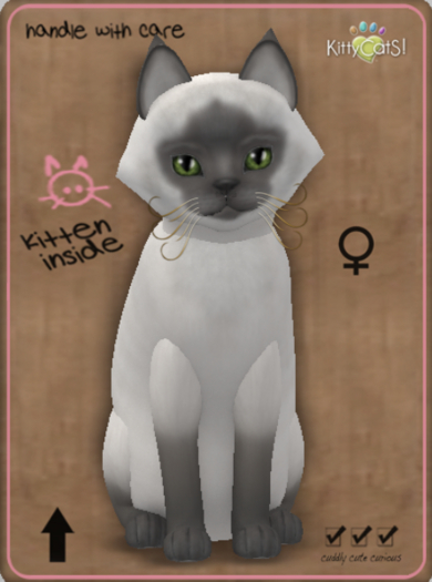 KittyCatS Box - Siamese - Blue Female
