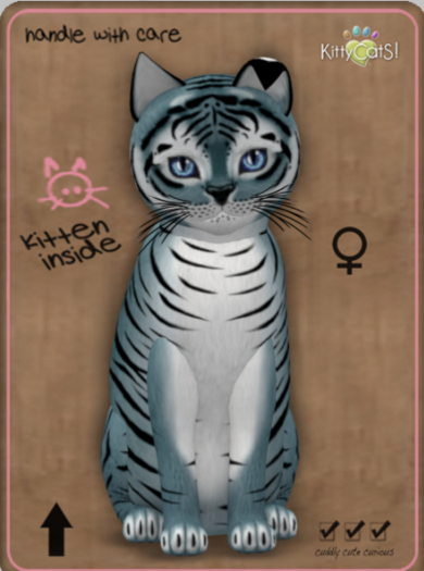 KittyCatS Box - Tiger! - Dusky Blue Female