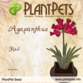 PlantPet Seed [Agapanthus *Red*] common