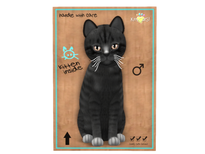KittyCatS Box - 7T - M - Shabby Tabby - Midnight