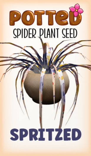 Potted: Spider Seed: Spritzed