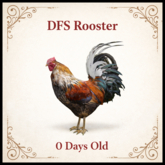DFS Rooster 0 Days old - ACTUAL ITEM