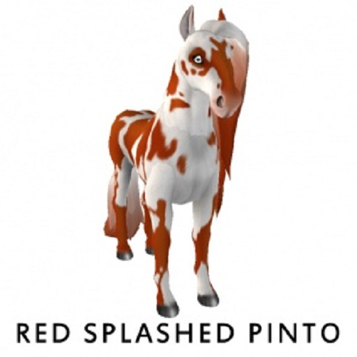 Red Splash Pinto f