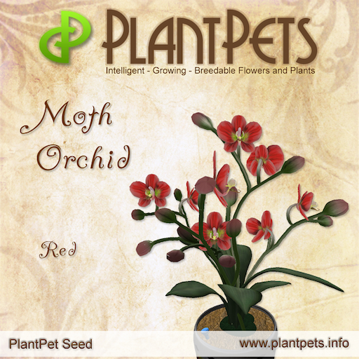 Plantpets Moth Orchid *Red* common Texture