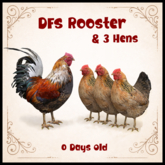 DFS Rooster & 3 Hens - 0 Days Old - ACTUAL ITEM