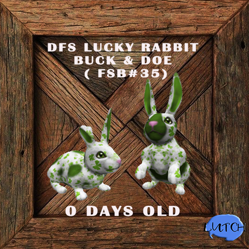 DFS Lucky Rabbit Buck & Doe ( FSB#35)  RARE ~ 0 Days Old