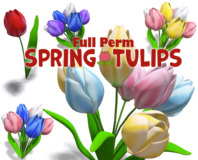 Spring Tulip