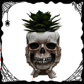 Skull Planter Succulent