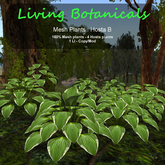 Inochi Botanicals - Mesh Plant "Hosta B"