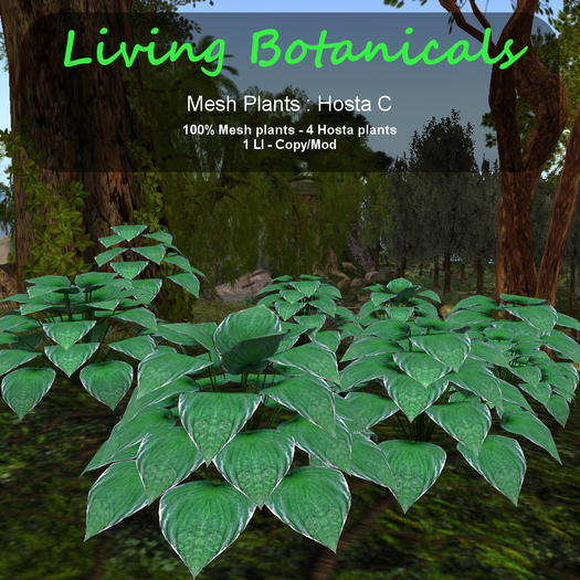 Inochi Botanicals - Mesh Plant "Hosta C"