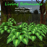 Inochi Botanicals - Mesh Plant "Hosta D"