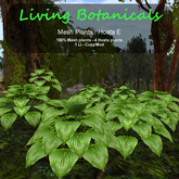 Inochi Botanicals - Mesh Plant "Hosta E"