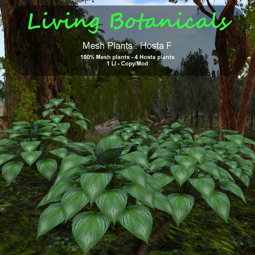 Inochi Botanicals - Mesh Plant "Hosta F"