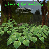 Inochi Botanicals - Mesh Plant "Hosta G"