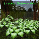 Inochi Botanicals - Mesh Plant "Hosta H"