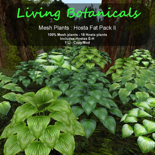 Inochi Botanicals - Mesh Plant "Hosta Fat Pack II"