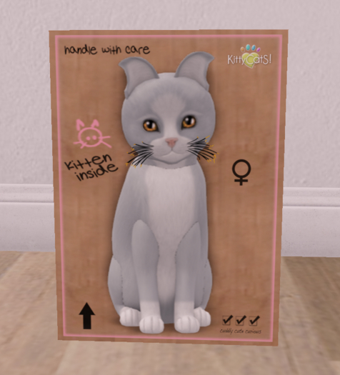 KittyCatS Box - New Born Kitten