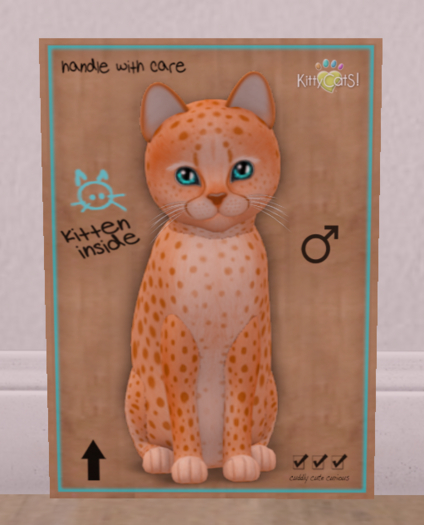KittyCatS Box - New Born Kitten