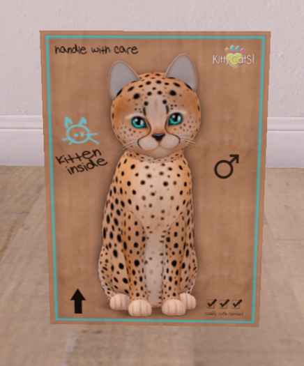 KittyCatS Box - New Born Kitten