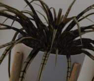 POTTED: Breedable LIMITED EDITION VELVET VICE Spider Plant Seed