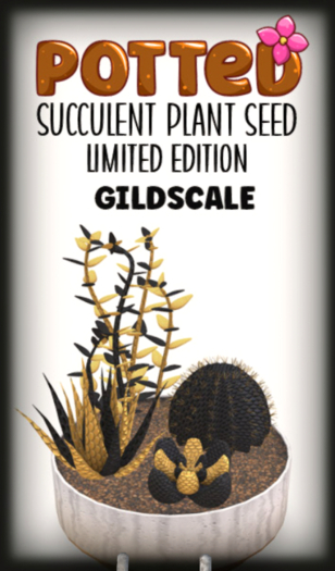 Potted: Succulent Seed: LE Gildscale