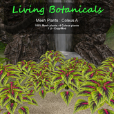 Inochi Botanicals - Mesh Plant "Coleus A"