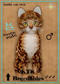 KittyCatS Box - Bengal Copper - MegaPuss - Genesis Sunflower Eyes - Silver Guitar Whiskers