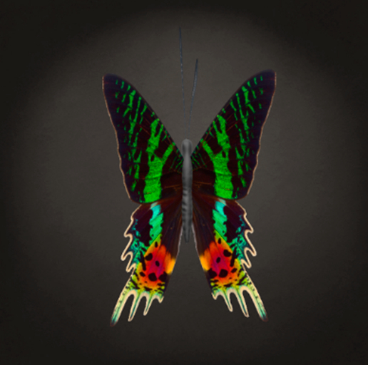 {Papillon} Ma/Mon/Fad/Lin/Butterfly/Iridescent Cocoon