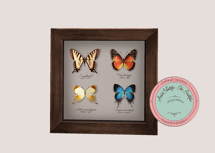 12.erratic / coc - assorted butterflies frame