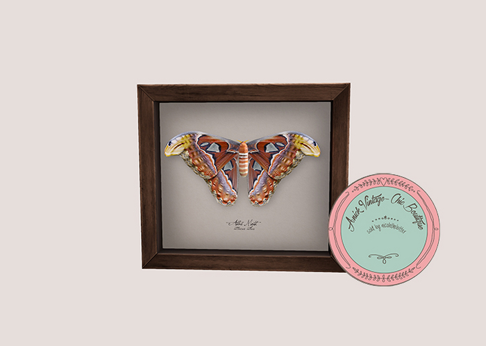 10.erratic / coc - atlas moth frame