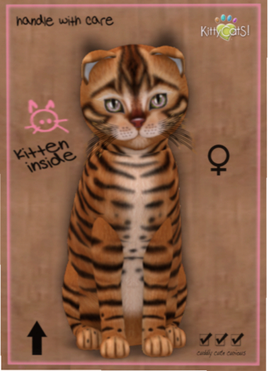 KittyCatS Box - Toyger - Caramel