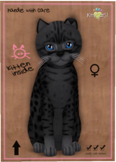 KittyCatS Box - Ocicat - Black
