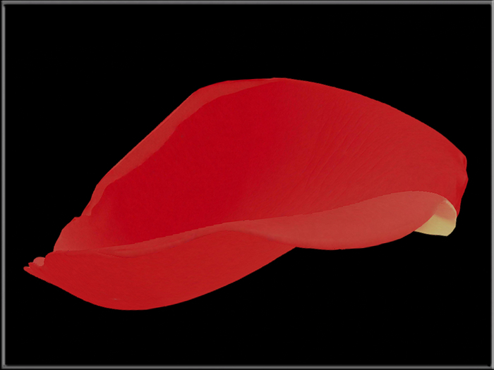 T-3D Creations [ ROSE PETAL ] Mesh - Full Perm