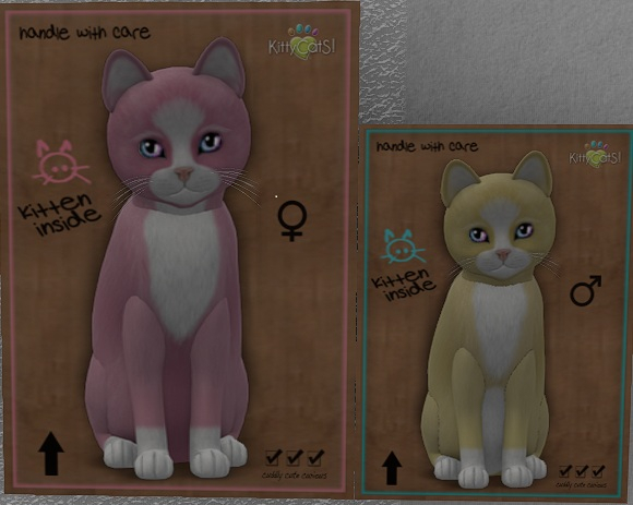  NEW!   KittyCatS Box - New Born Kittens    TWINS !