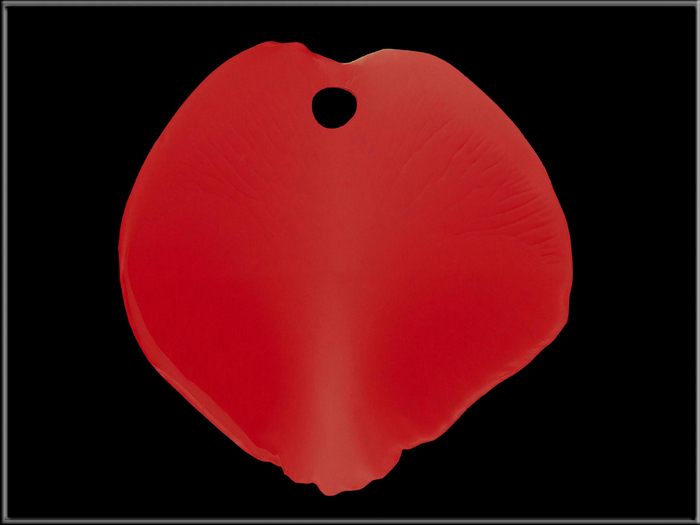 T-3D Creations [ ROSE PETAL WITH HOLE ] Mesh - Full Perm