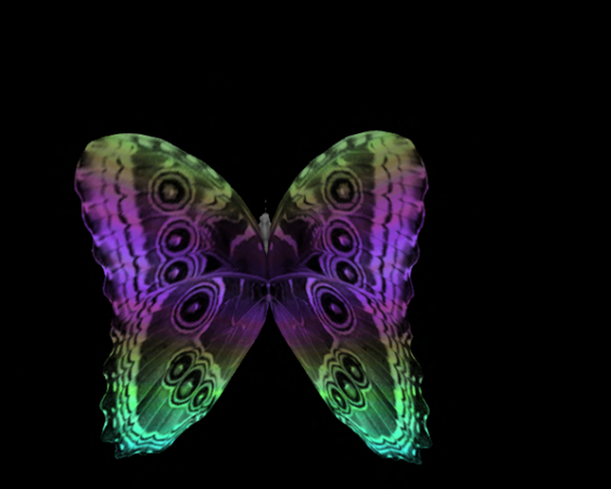 {Papillon} Ma/Mon/Nor/Qin/Butterfly/RainbowI Cocoon