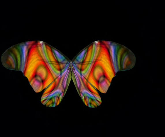 {Papillon} Ma/Mon/Vib/Fey/Butterfly/RainbowK Cocoon