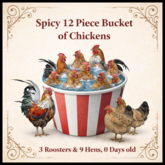 DFS Chicken Starter Kit BULK (12 Pack) - ACTUAL ITEM