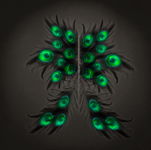 {Papillon} Ma/Mon/Nor/Lin/Butterfly/Peacock Cocoon