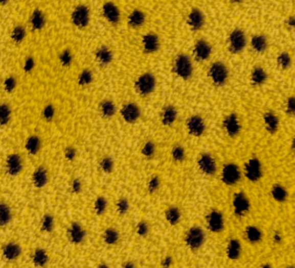 Xootfly Creations Cheeta Fur 1 Rug