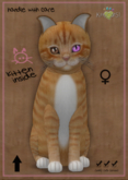 KittyCatS Box - European Shorthair - Ginger Snap - 8T - ♀ Female