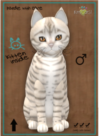 KittyCatS Box - Toyger - Snow