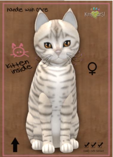KittyCatS Box - Toyger - Snow