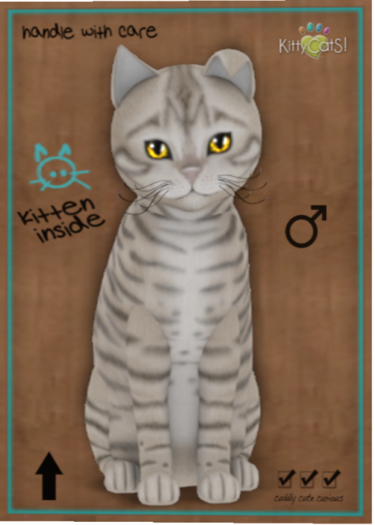 KittyCatS Box - Toyger - Snow
