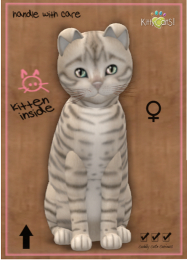 KittyCatS Box - Toyger - Snow