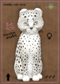 KittyCatS Box - Cheetah! - Maltese Black Chinchilla - ♀ Female - 9T
