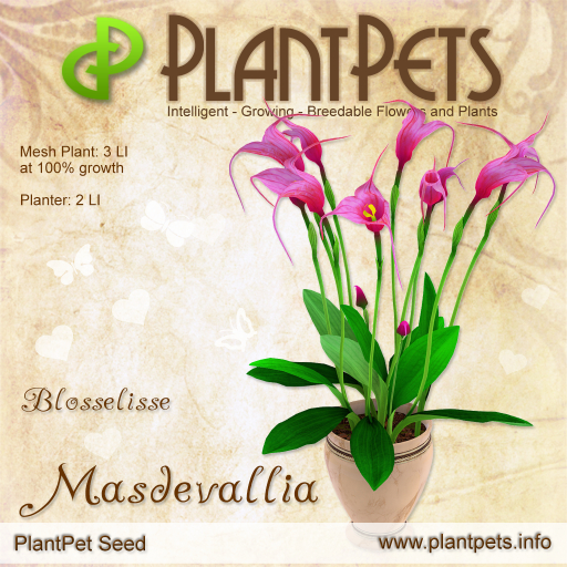 PlantPet Seed [Masdevallia *Blosselisse*]