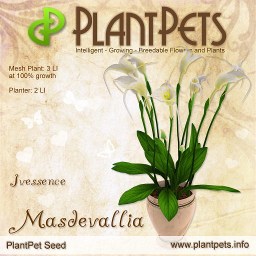 PlantPet Seed [Masdevallia *Ivessence*]