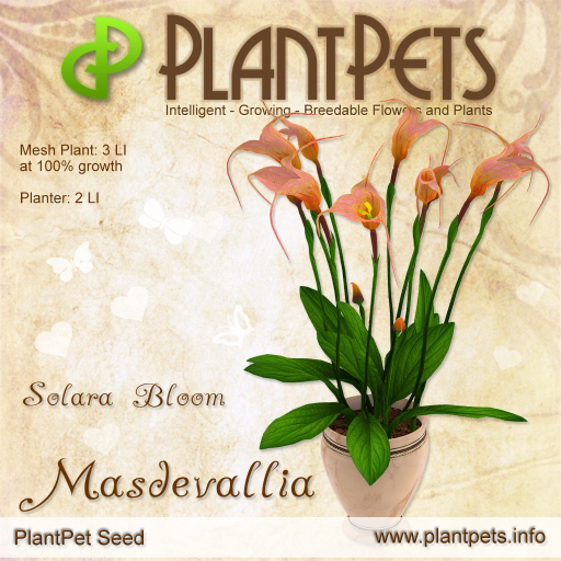 PlantPet Seed [Masdevallia *Solara Bloom*]