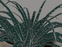 Potted Breedadle Droplets Teal Spider Seed Plant
